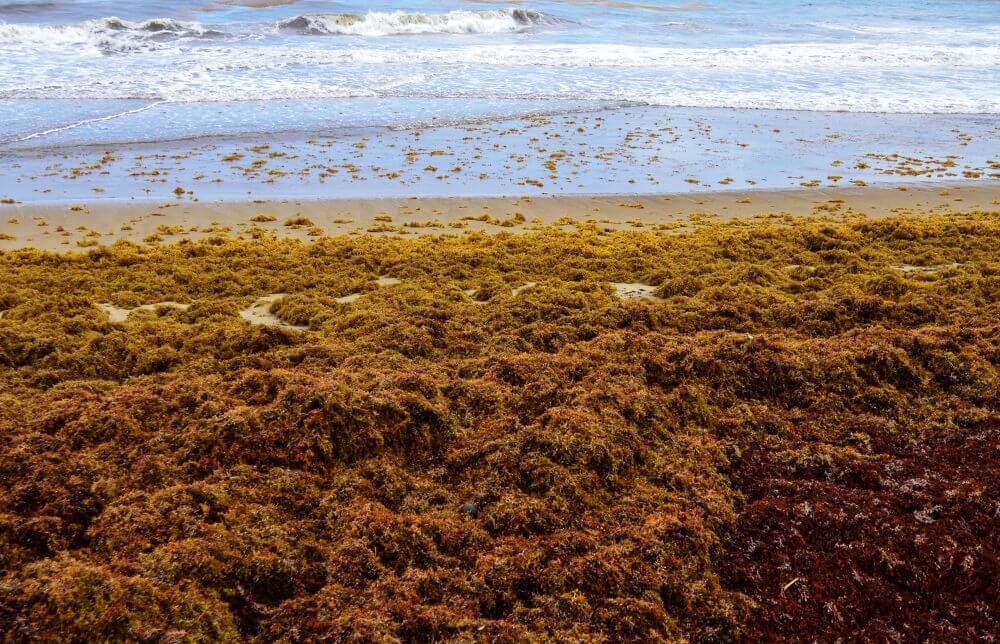 Sargassum for bioplastic